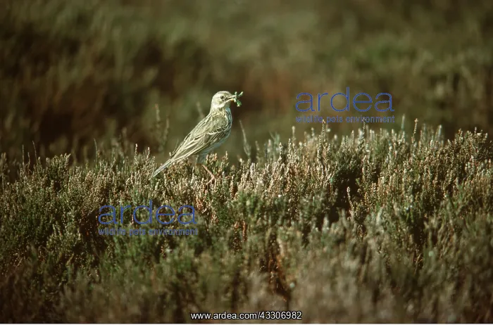 : MEADOW PIPIT - near nest, with food for young : MEADOW PIPIT - near nest, with food for young