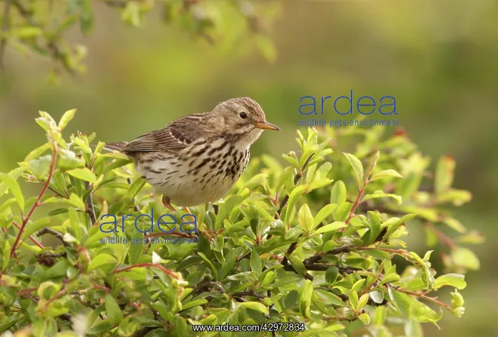 : Meadow Pipit - perched on top of a bush looking : Meadow Pipit - perched on top of a bush looking