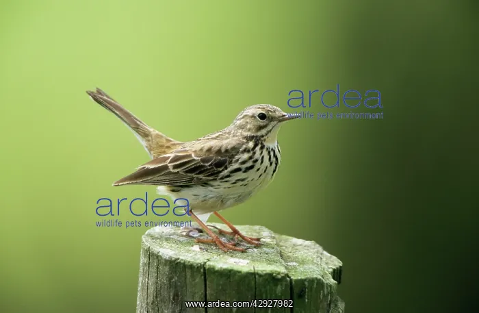 : Meadow PIPIT - Perched on post : Meadow PIPIT - Perched on post