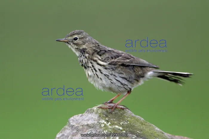 : Meadow Pipit - Perched on stone : Meadow Pipit - Perched on stone