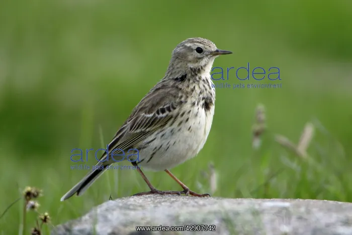 : Meadow Pipit - Perched on stone : Meadow Pipit - Perched on stone