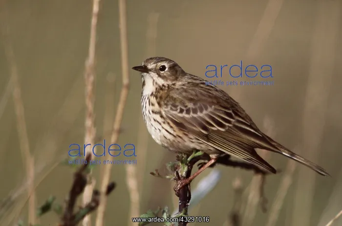 : MEADOW PIPIT - perched on twig : MEADOW PIPIT - perched on twig