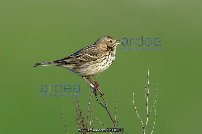  : Meadow Pipit - on plant singing, with ring on leg