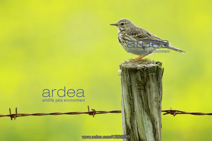 : Meadow Pipit - on post with buttercup meadow in background : Meadow Pipit - on post with buttercup meadow in background