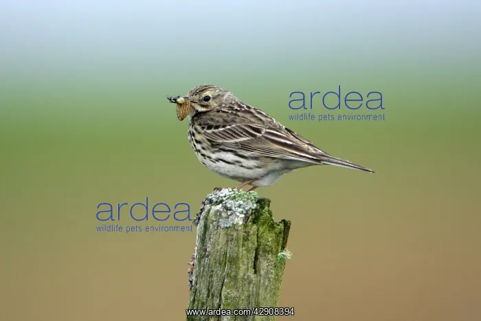 : Meadow Pipit - on post with food in bill : Meadow Pipit - on post with food in bill