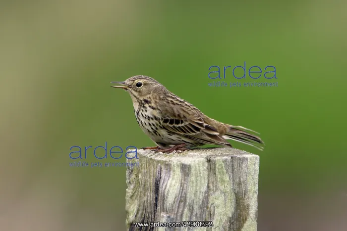 : Meadow Pipit - on post singing : Meadow Pipit - on post singing