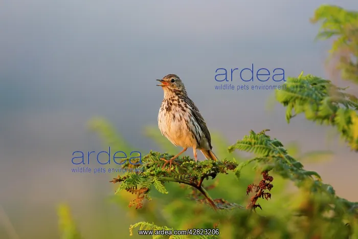 : Meadow Pipit - singing : Meadow Pipit - singing