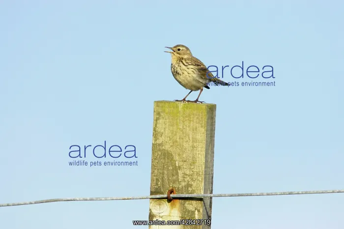 : Meadow Pipit - singing from post : Meadow Pipit - singing from post