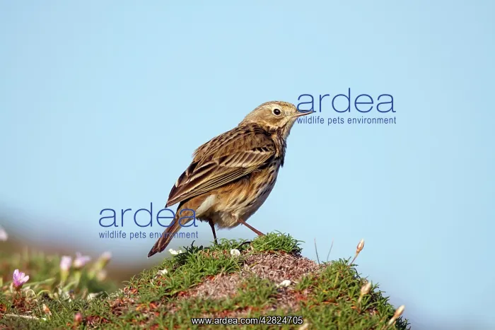 : Meadow Pipit - on thrift : Meadow Pipit - on thrift