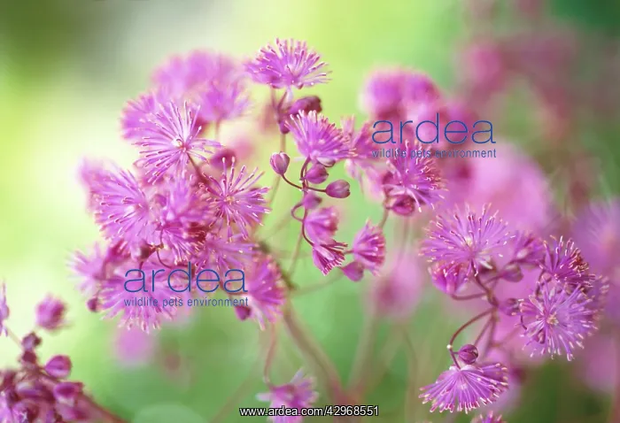 : Meadow rue : Meadow rue