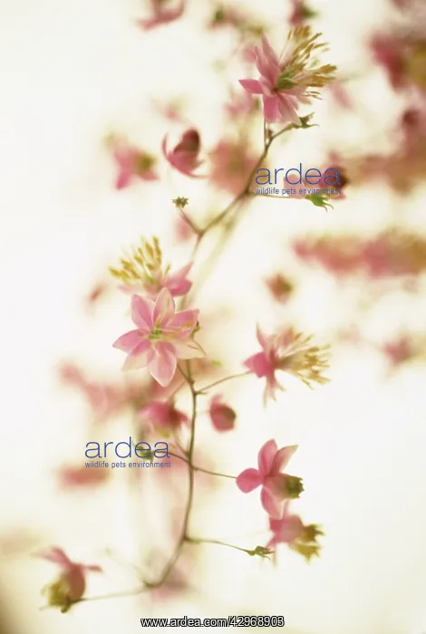 : Meadow Rue : Meadow Rue