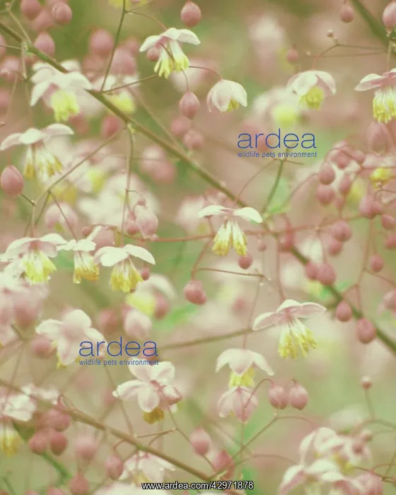 : Meadow Rue : Meadow Rue