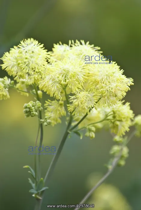 : Meadow rue : Meadow rue