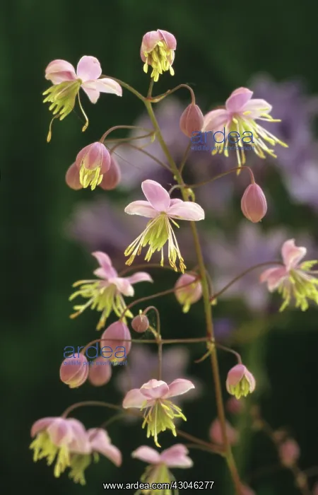 : Meadow Rue : Meadow Rue