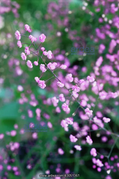 : Meadow Rue : Meadow Rue