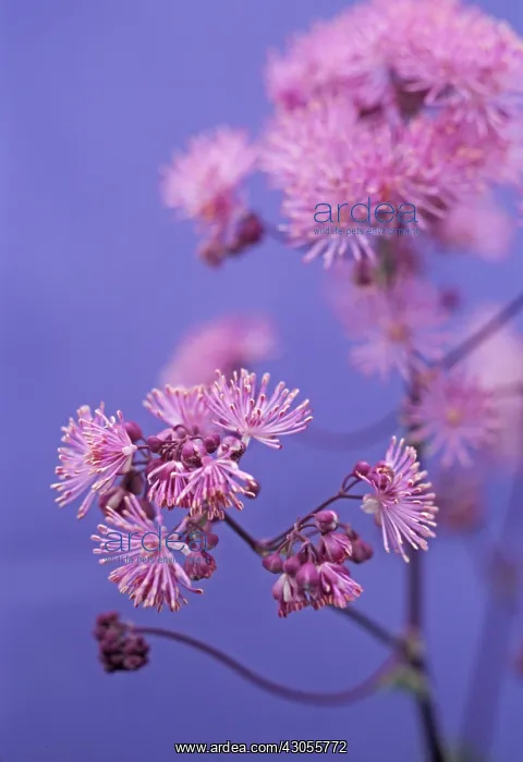 : Meadow Rue : Meadow Rue