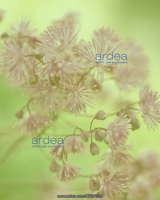  : Meadow Rue