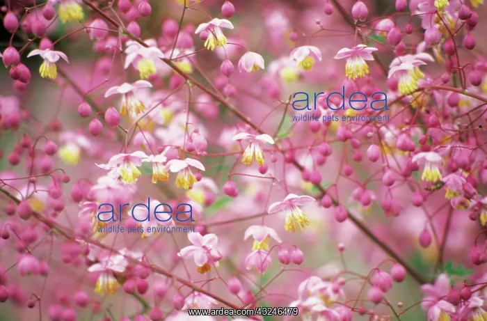 : Meadow Rue : Meadow Rue