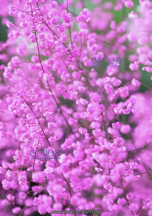 : Meadow Rue : Meadow Rue