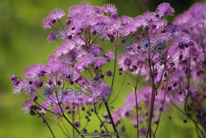 : Meadow Rue : Meadow Rue