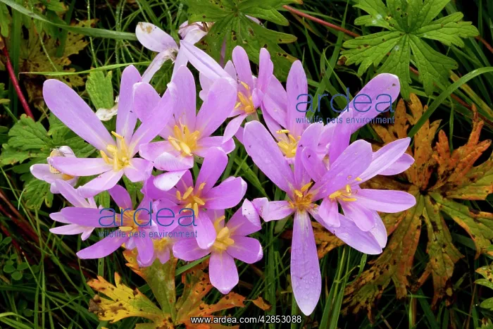 : Meadow Saffron or Autumn Crocus, in flower in hay : Meadow Saffron or Autumn Crocus, in flower in hay