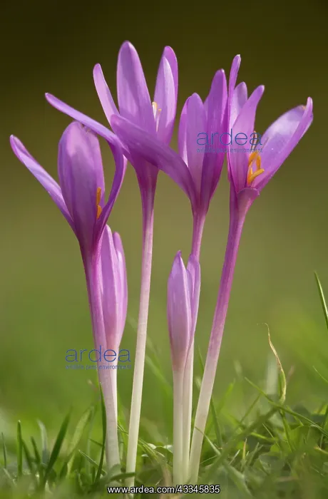 : Meadow Saffron / Autumn Crocus - in meadow : Meadow Saffron / Autumn Crocus - in meadow
