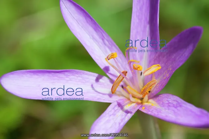 : Meadow Saffron - close-up of individual flower in a meadow : Meadow Saffron - close-up of individual flower in a meadow
