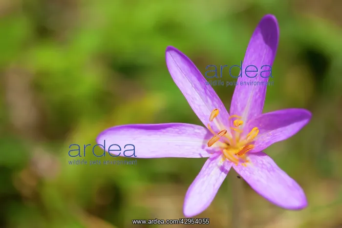 : Meadow Saffron - close-up of individual flower in a meadow : Meadow Saffron - close-up of individual flower in a meadow