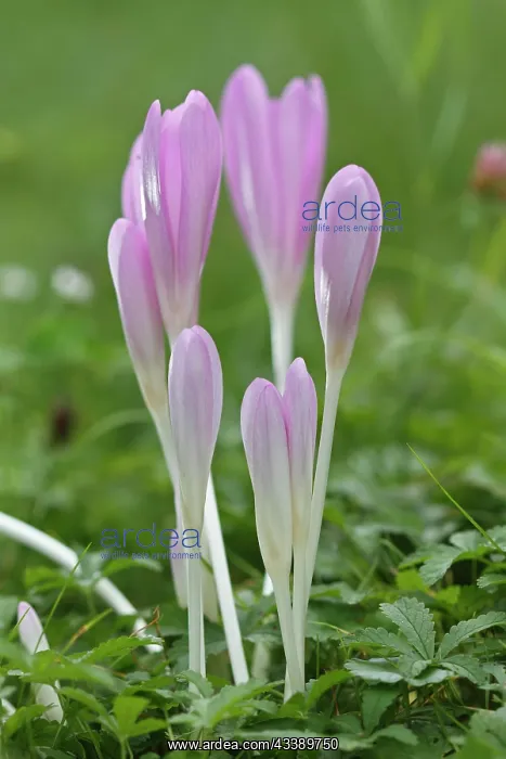 : Meadow saffron (Colchicum autumnale), flower group : Meadow saffron (Colchicum autumnale), flower group