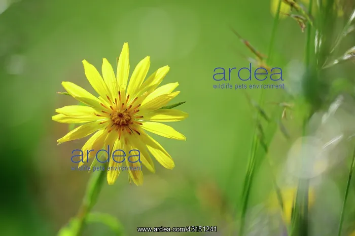: Meadow Salsify : Meadow Salsify