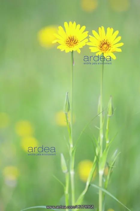 : Meadow Salsify : Meadow Salsify