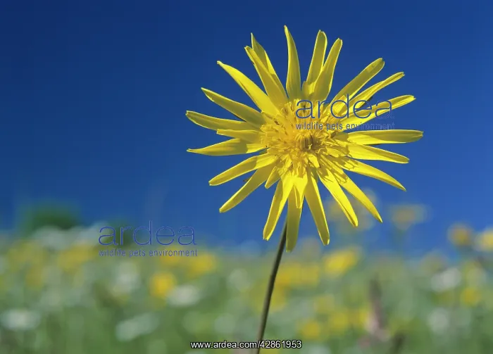 : Meadow salsify in colourful spring meadow : Meadow salsify in colourful spring meadow