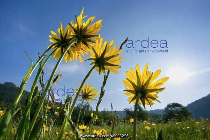 : Meadow Salsify - flowering on a meadow in spring : Meadow Salsify - flowering on a meadow in spring