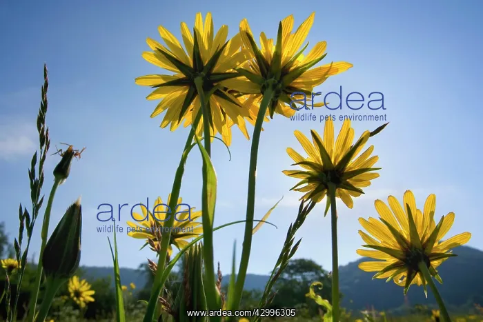 : Meadow Salsify - flowering on a meadow in spring : Meadow Salsify - flowering on a meadow in spring