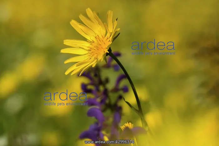 : Meadow Salsify - flowering on a meadow in spring : Meadow Salsify - flowering on a meadow in spring