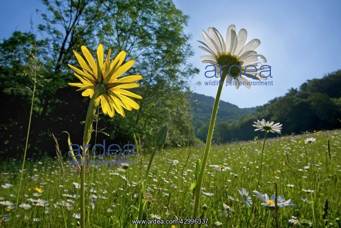 : Meadow Salsify - flowering on a meadow in spring : Meadow Salsify - flowering on a meadow in spring