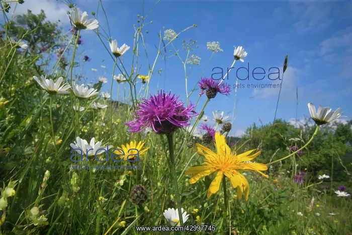 : Meadow Salsify - with Greater Knapweed (Centaurea : Meadow Salsify - with Greater Knapweed (Centaurea