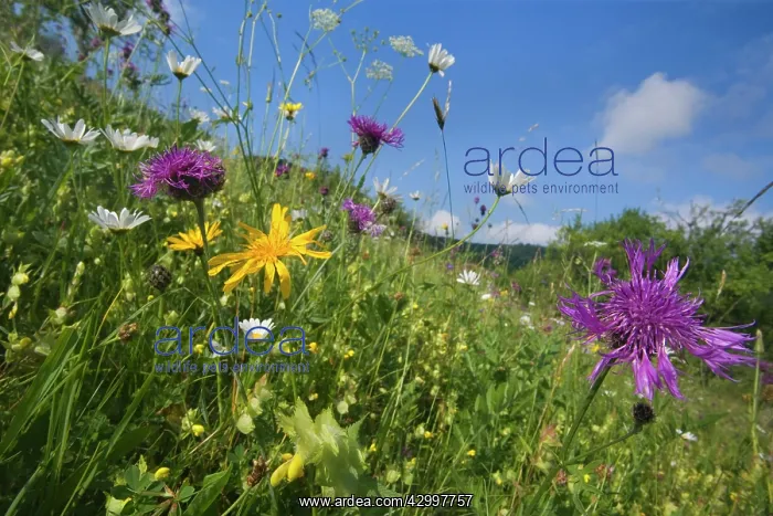 : Meadow Salsify - with Greater Knapweed (Centaurea : Meadow Salsify - with Greater Knapweed (Centaurea