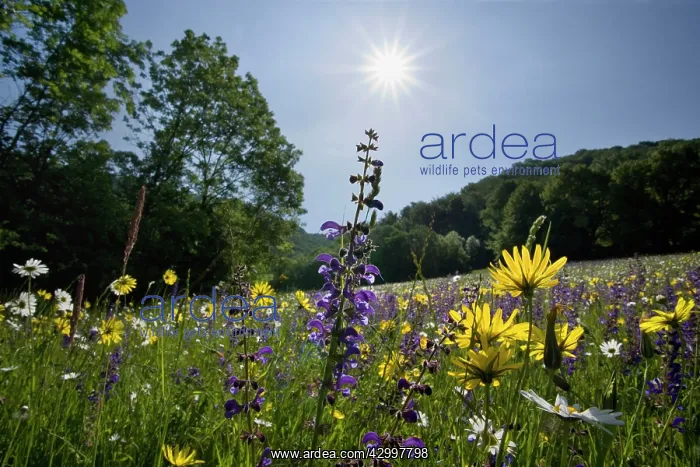  : Meadow Salsify - with Oxeye Daisy (Leucanthemum
