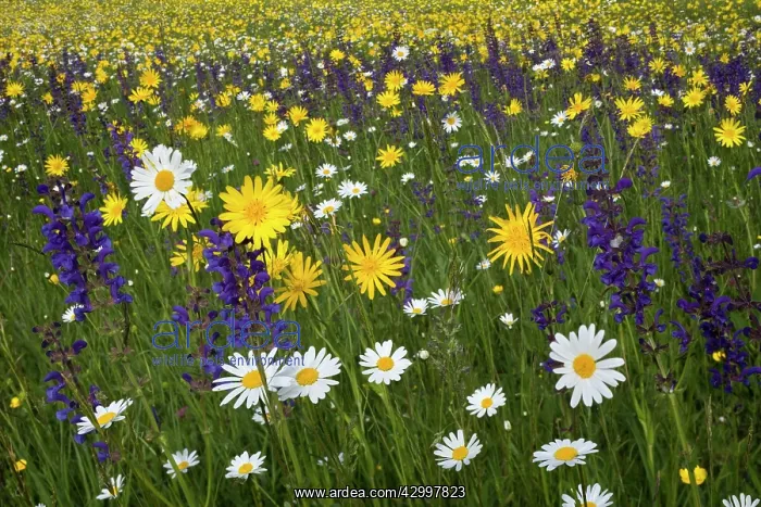 : Meadow Salsify - with Oxeye Daisy (Leucanthemum : Meadow Salsify - with Oxeye Daisy (Leucanthemum