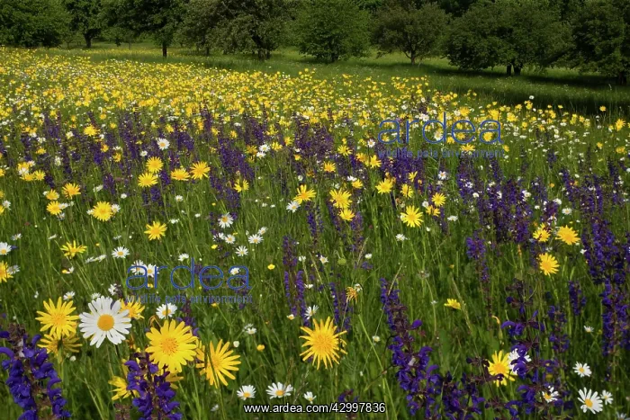 : Meadow Salsify - with Oxeye Daisy (Leucanthemum : Meadow Salsify - with Oxeye Daisy (Leucanthemum