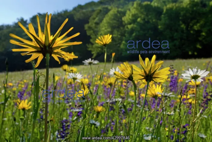 : Meadow Salsify - with Oxeye Daisy (Leucanthemum : Meadow Salsify - with Oxeye Daisy (Leucanthemum