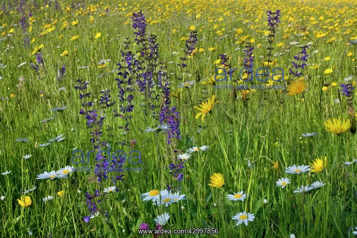 : Meadow Salsify - with Oxeye Daisy (Leucanthemum : Meadow Salsify - with Oxeye Daisy (Leucanthemum