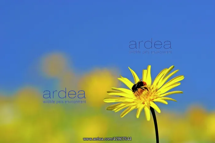 : Meadow Salsify and Red-tailed Bumblebee (Bombus : Meadow Salsify and Red-tailed Bumblebee (Bombus
