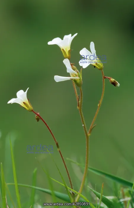 : Meadow SAXIFRAGE : Meadow SAXIFRAGE