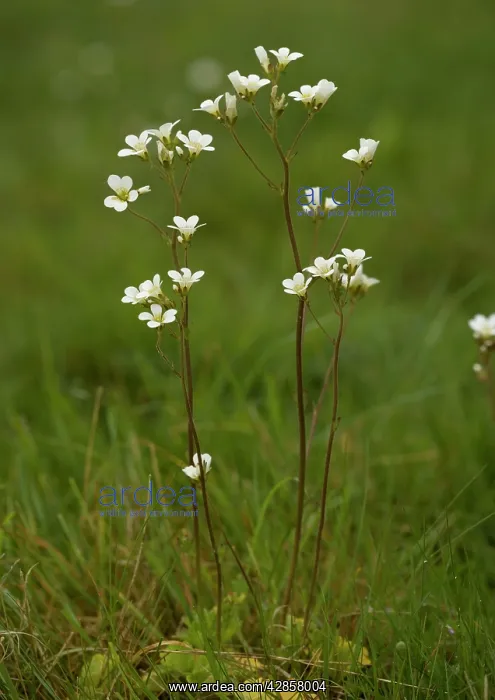: Meadow Saxifrage : Meadow Saxifrage