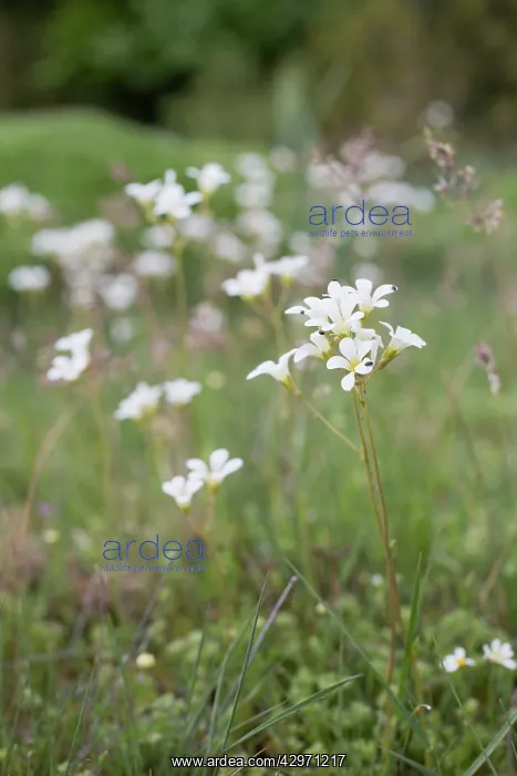 : Meadow Saxifrage : Meadow Saxifrage
