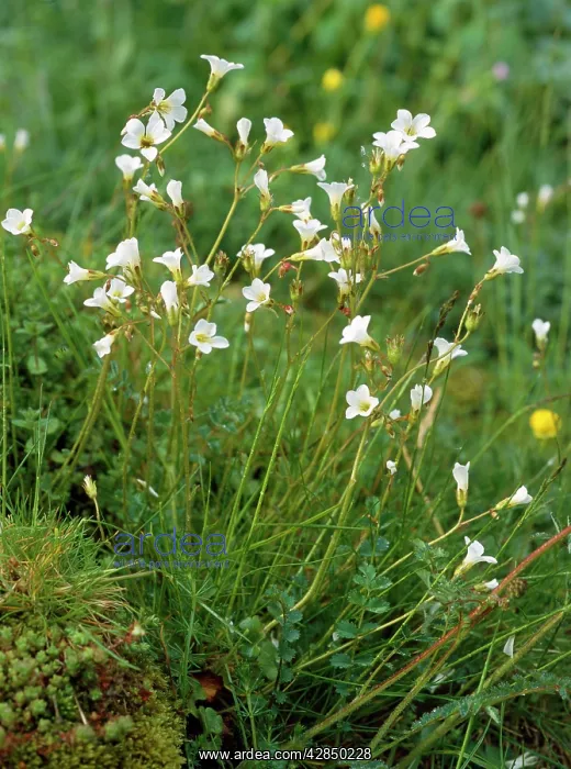 : Meadow Saxifrage - old pasture : Meadow Saxifrage - old pasture