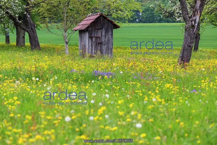 : Meadow in spring with blossoming fruit tree and : Meadow in spring with blossoming fruit tree and
