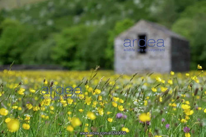: Meadow - Summer - Muker - Swaledale - Yorkshire Dales - UK : Meadow - Summer - Muker - Swaledale - Yorkshire Dales - UK